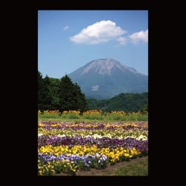 名刺_とっとり花回廊から見た大山